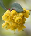 زرشک خوراکی